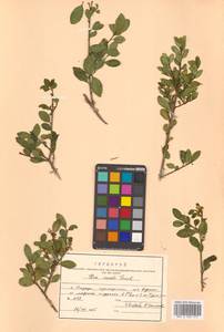 Падуб городчатый Thunb., Сибирь, Дальний Восток (S6) (Россия)