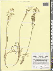 Ornithogalum narbonense L., Кавказ, Армения (K5) (Армения)