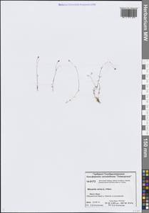 Минуарция весенняя, Сибирь, Центральная Сибирь (S3) (Россия)