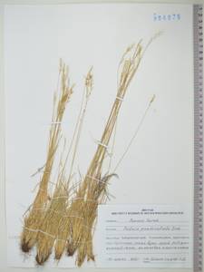 KHA4879, Овсяница ложнобороздчатая Drobow, Сибирь, Дальний Восток (S6) (Россия)