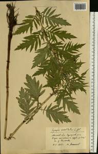 Зюзник высокий L.fil., Восточная Европа, Московская область и Москва (E4a) (Россия)