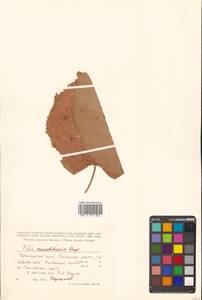 Липа маньчжурская Rupr. & Maxim., Сибирь, Дальний Восток (S6) (Россия)