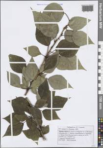 Тополь осинообразный Michx., Восточная Европа, Центральный лесостепной район (E6) (Россия)