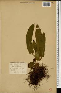 Костенец сколопендровый, Кавказ, Грузия (K4) (Грузия)