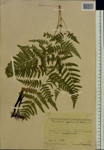Pteridium aquilinum subsp. pinetorum (C. N. Page & R. R. Mill) J. A. Thomson, Восточная Европа, Средневолжский район (E8) (Россия)