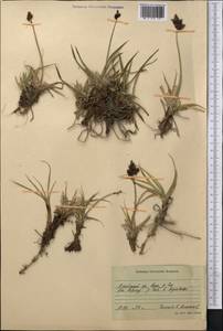 Осока, Средняя Азия и Казахстан, Памир и Памиро-Алай (M2) (Киргизия)