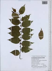 Phyllanthus kampotensis Beille, Зарубежная Азия (ASIA) (Вьетнам)