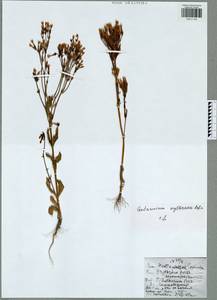 Zeltnera muhlenbergii (Griseb.) G. Mans., Восточная Европа, Центральный район (E4) (Россия)