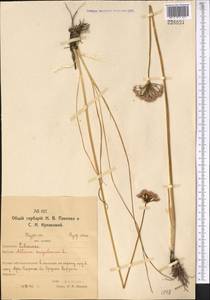 Лук угловатый L., Средняя Азия и Казахстан, Северный и Центральный Казахстан (M10) (Казахстан)