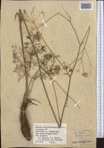 Ферула Федченко Koso-Pol., Средняя Азия и Казахстан, Памир и Памиро-Алай (M2) (Таджикистан)