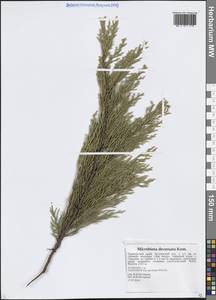 Микробиота перекрестнопарная Kom., Сибирь, Дальний Восток (S6) (Россия)