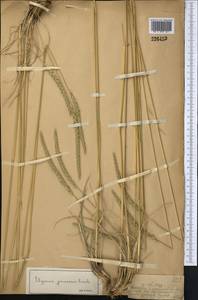 Ломкоколосник ситниковый (Fisch.) Nevski, Средняя Азия и Казахстан, Джунгарский Алатау и Тарбагатай (M5) (Казахстан)