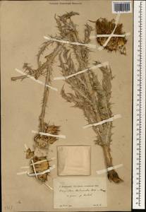 Onopordum illyricum subsp. cardunculus (Boiss.) Franco, Зарубежная Азия (ASIA) (Турция)