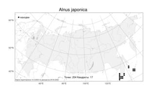 Alnus japonica, Ольха японская (Thunb.) Steud., Атлас флоры России (FLORUS) (Россия)