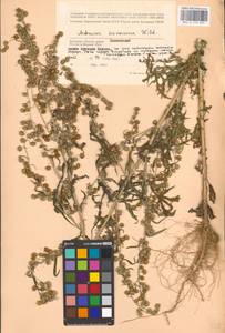 Полынь Сиверса Ehrh. ex Willd., Восточная Европа, Западный район (E3) (Россия)