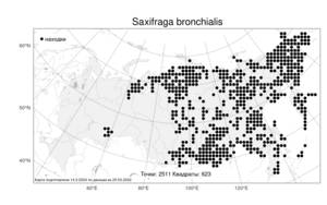Saxifraga bronchialis, Камнеломка гребенчато-реснитчатая L., Атлас флоры России (FLORUS) (Россия)