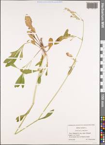 Смолевка поникшая L., Восточная Европа, Средневолжский район (E8) (Россия)