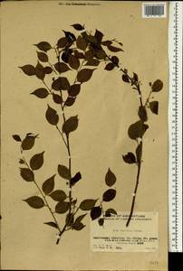 Ilex asprella (Hook. & Arn.) Champ. ex Benth., Зарубежная Азия (ASIA) (КНР)