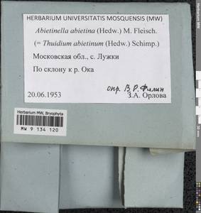 Abietinella abietina (Hedw.) M. Fleisch., Гербарий мохообразных, Мхи - Москва и Московская область (B6a) (Россия)