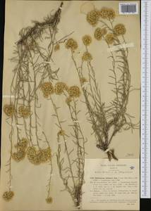 Helichrysum italicum (Roth) G. Don, Западная Европа (EUR) (Италия)