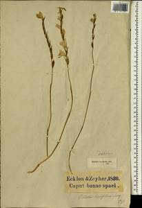 Gladiolus brevifolius Jacq., Африка (AFR) (ЮАР)
