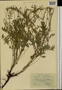 Эспарцет песчаный (Kit.) DC., Восточная Европа, Северо-Украинский район (E11) (Украина)