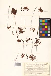 Росянка круглолистная L., Восточная Европа, Северный район (E1) (Россия)