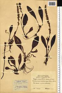 Lagotis glauca subsp. minor (Willd.) Hultén, Сибирь, Якутия (S5) (Россия)
