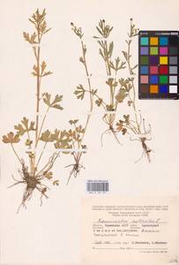 Лютик ядовитый L., Восточная Европа, Нижневолжский район (E9) (Россия)