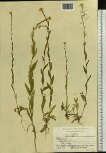 Башеница голая, Башенница гладкая, Вяжечка гладкая L., Восточная Европа, Центральный район (E4) (Россия)