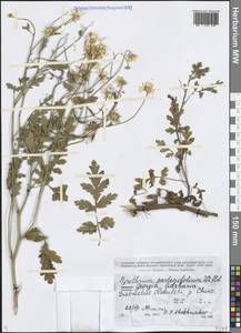 Tanacetum partheniifolium (Willd.) Sch. Bip., Кавказ, Грузия (K4) (Грузия)