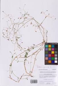 Звездчатка злаковая, Звездчатка злаковидная L., Восточная Европа, Московская область и Москва (E4a) (Россия)