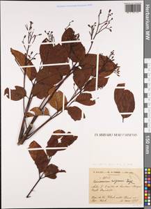 Canarium pimeloides R. Govaerts, Зарубежная Азия (ASIA) (Вьетнам)