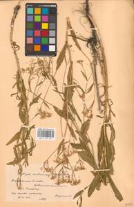 Жерушник австрийский (Crantz) Besser, Восточная Европа, Центральный лесостепной район (E6) (Россия)