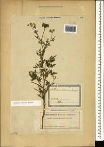 Torilis arvensis subsp. arvensis, Кавказ, Грузия (K4) (Грузия)
