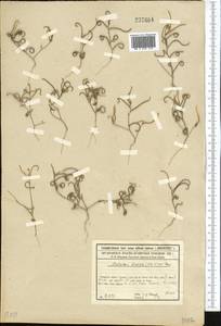 Новочеточник коротконожковый (Kar. & Kir.) Hedge & J.Léonard, Средняя Азия и Казахстан, Сырдарьинские пустыни и Кызылкумы (M7) (Казахстан)