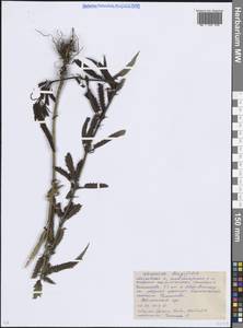 Вероника длиннолистная L., Восточная Европа, Московская область и Москва (E4a) (Россия)