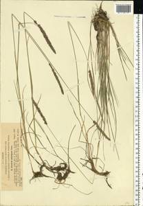 Тонконог Делавиня, Келерия Делявиня Czern. ex Domin, Восточная Европа, Московская область и Москва (E4a) (Россия)