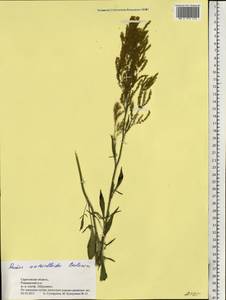 Щавель щавельковидный (Balansa) Den Nijs, Восточная Европа, Нижневолжский район (E9) (Россия)