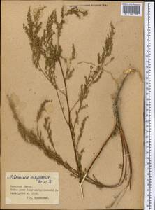 Полынь веничная, Полынь метельчатая Waldst. & Kit., Средняя Азия и Казахстан, Памир и Памиро-Алай (M2) (Таджикистан)