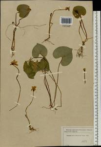 Фиалка лысая Ledeb., Восточная Европа, Московская область и Москва (E4a) (Россия)