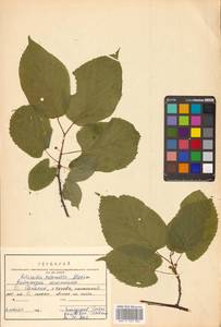 Актинидия коломикта (Maxim. & Rupr.) Maxim., Сибирь, Дальний Восток (S6) (Россия)
