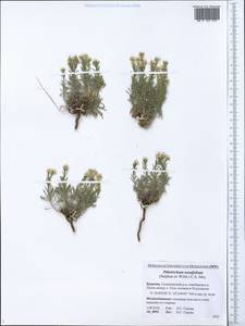 Stevenia tenuifolia (Stephan ex Willd.) D. A. German, Сибирь, Прибайкалье и Забайкалье (S4) (Россия)