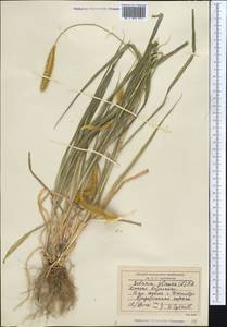 Щетинник сизый, Щетинник малый (Poir.) Roem. & Schult., Средняя Азия и Казахстан, Муюнкумы, Прибалхашье и Бетпак-Дала (M9) (Казахстан)