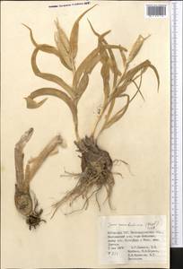 Iris rosenbachiana Regel, Средняя Азия и Казахстан, Памир и Памиро-Алай (M2) (Узбекистан)
