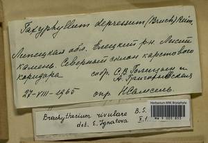 Brachythecium rivulare Schimp., Гербарий мохообразных, Мхи - Центральное Черноземье (B10) (Россия)