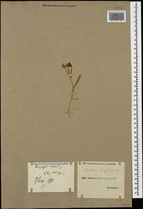 Cerastium longifolium Willd., Кавказ, Грузия (K4) (Грузия)