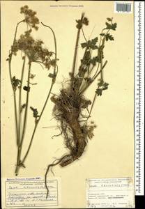 Жабрица порезниковая (L.) W. D. J. Koch, Кавказ, Грузия (K4) (Грузия)