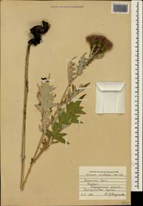 Lophiolepis serrulata (M. Bieb.) Del Guacchio, Bures, Iamonico & P. Caputo, Крым (KRYM) (Россия)