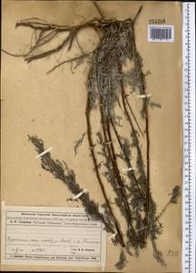 Полынь, Средняя Азия и Казахстан, Муюнкумы, Прибалхашье и Бетпак-Дала (M9) (Казахстан)